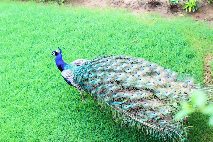 peacocks dancing