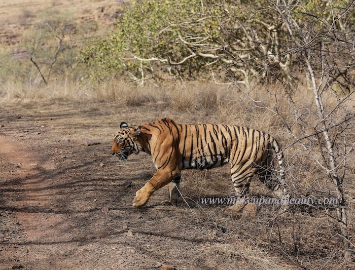 ranthambhore-tiger-safari