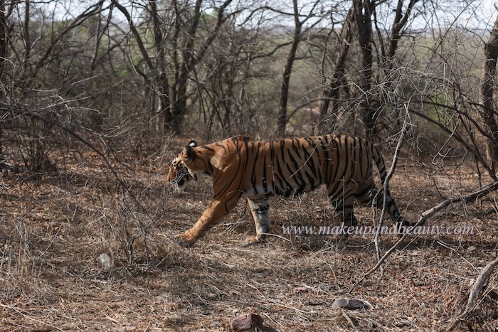 sawai-madhorpur-tiger-safari