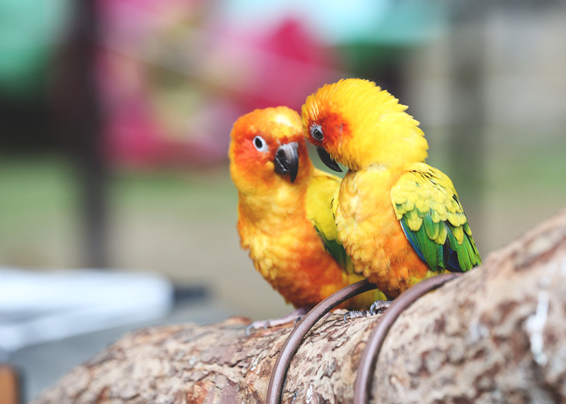 The love birds! 