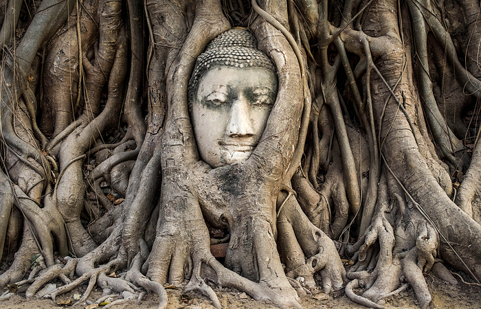 Head of Buddha statue in the tree roots at Wat Mahathat